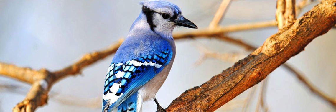 Autum Aleto Ed.S banner