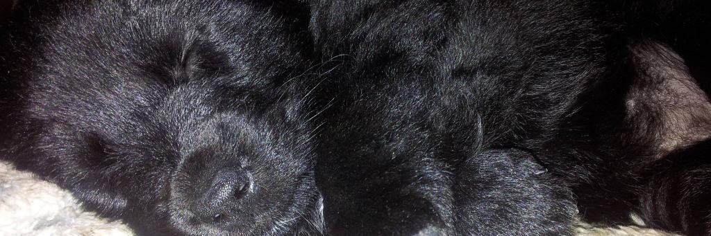 ikandolu's profile banner image