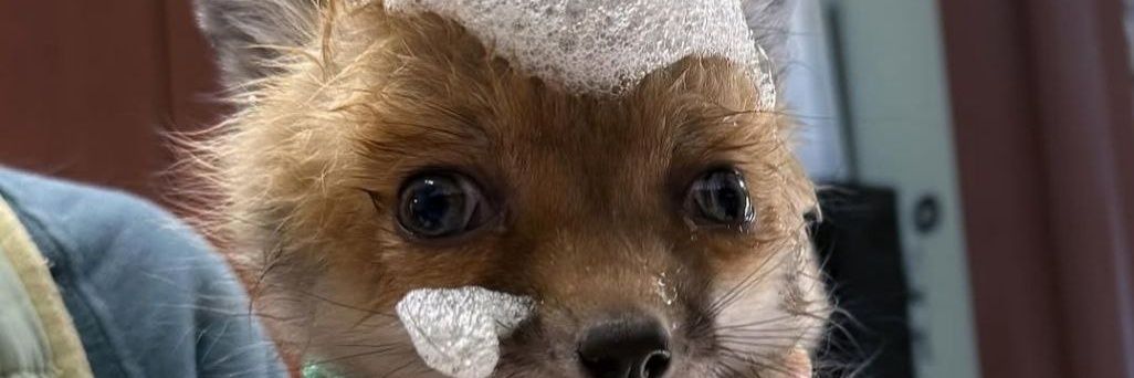 Rusty 🇺🇲's banner