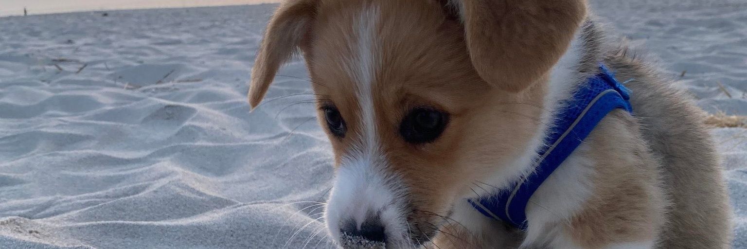 Wildy6od 𓆰𓆪 banner