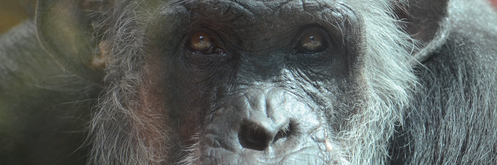 BewustZoo's profile banner image