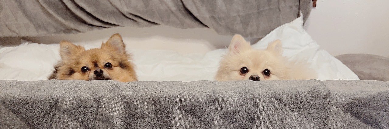 petylatte's profile banner image