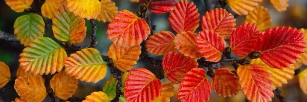 TasDevyl Profile Banner