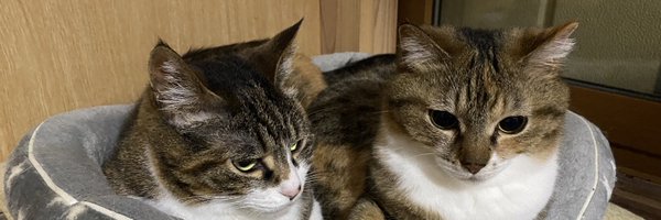 inoriside Profile Banner