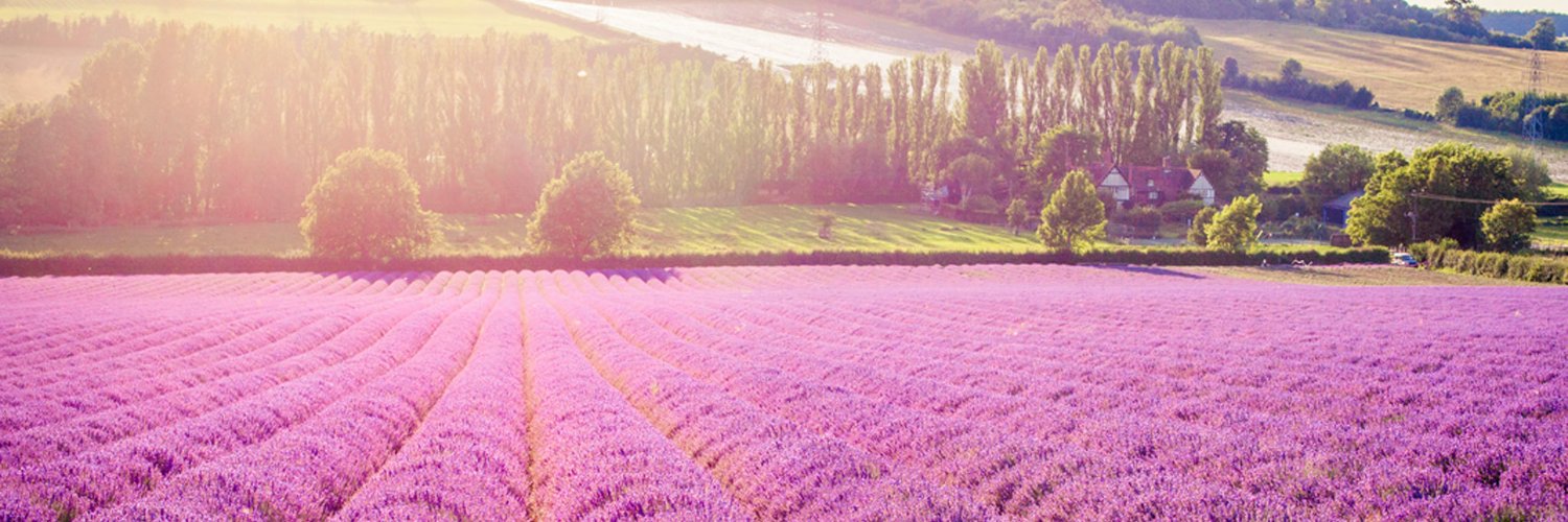 Nicola Prygodzicz banner