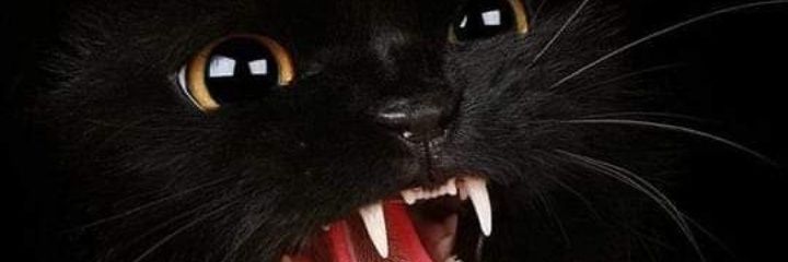 camilorock85's profile banner image