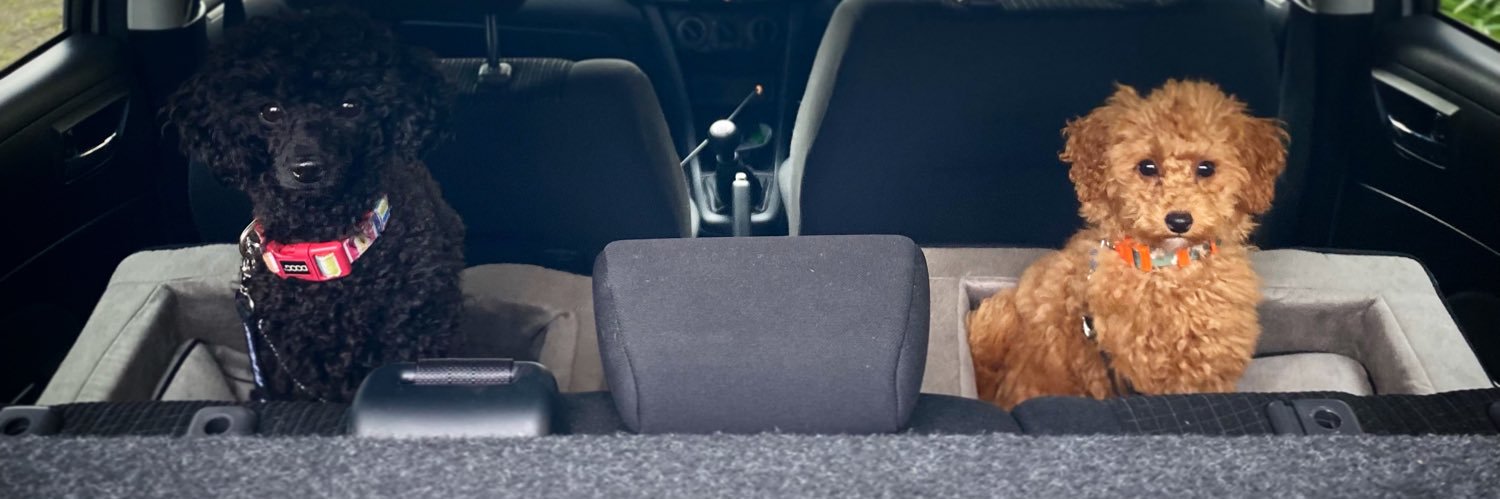 Caitlin Stephenson banner