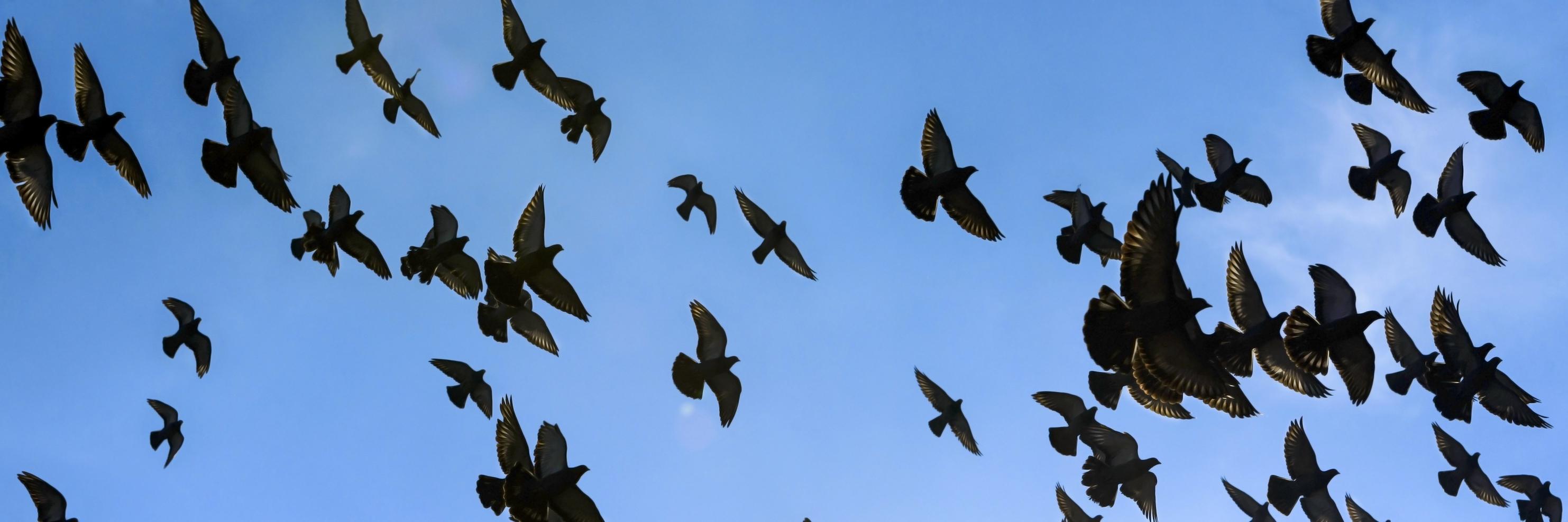 Bird Control Group banner