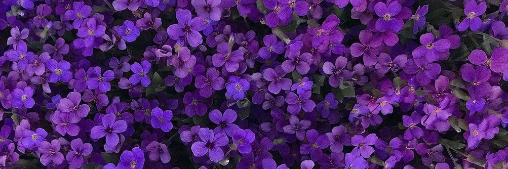xsjhv's profile banner image