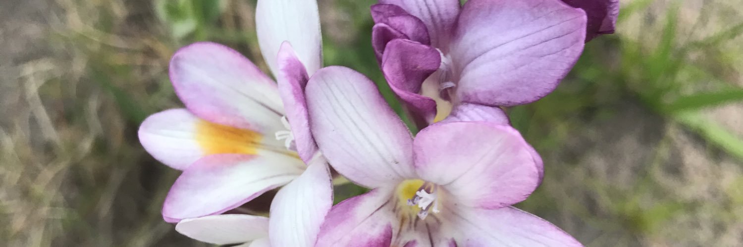 roseberrycape's profile banner image