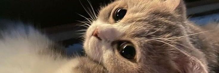 20 banner