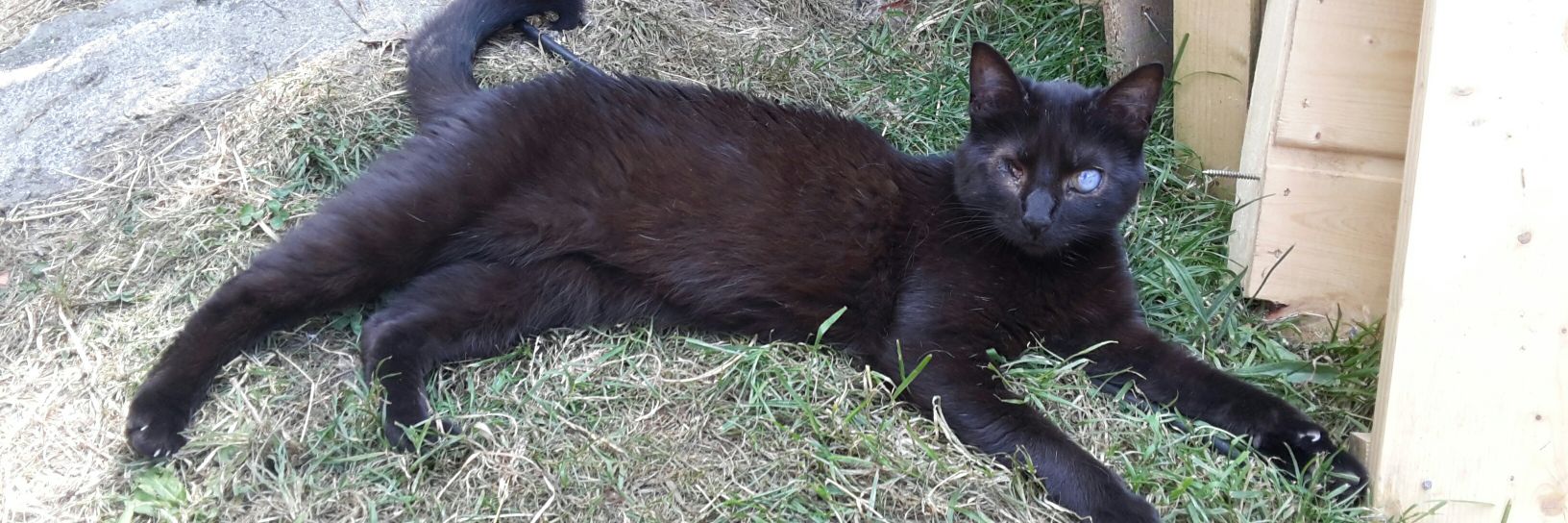 Handicats27's profile banner image