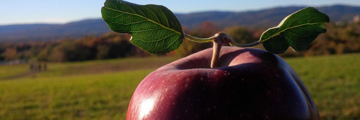 Sarah ShepardShepNYC banner