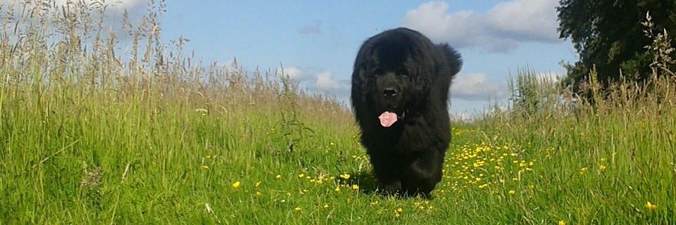 bigdogworld's profile banner image