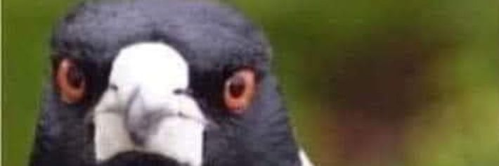 JanetsRights's profile banner image