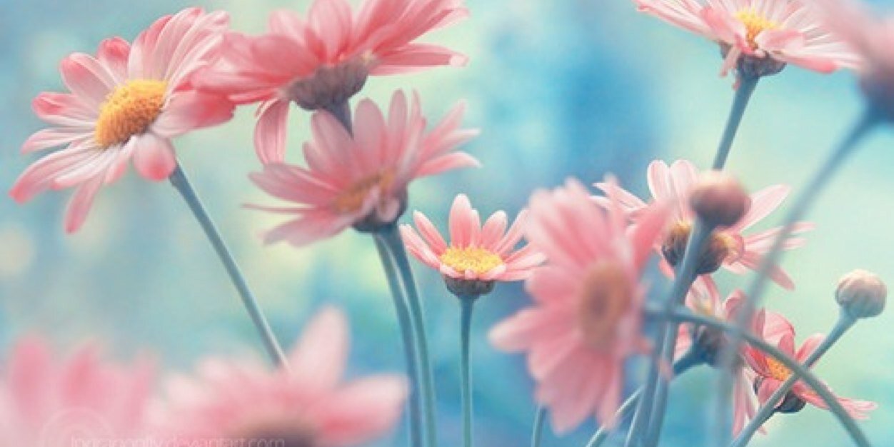 SuchCrazyLove's profile banner image