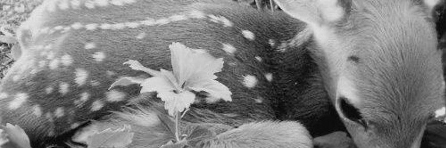 𝓵ou. banner