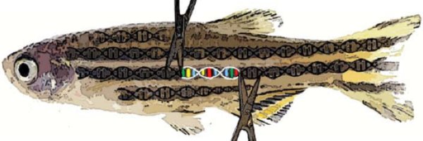 scekker Profile Banner