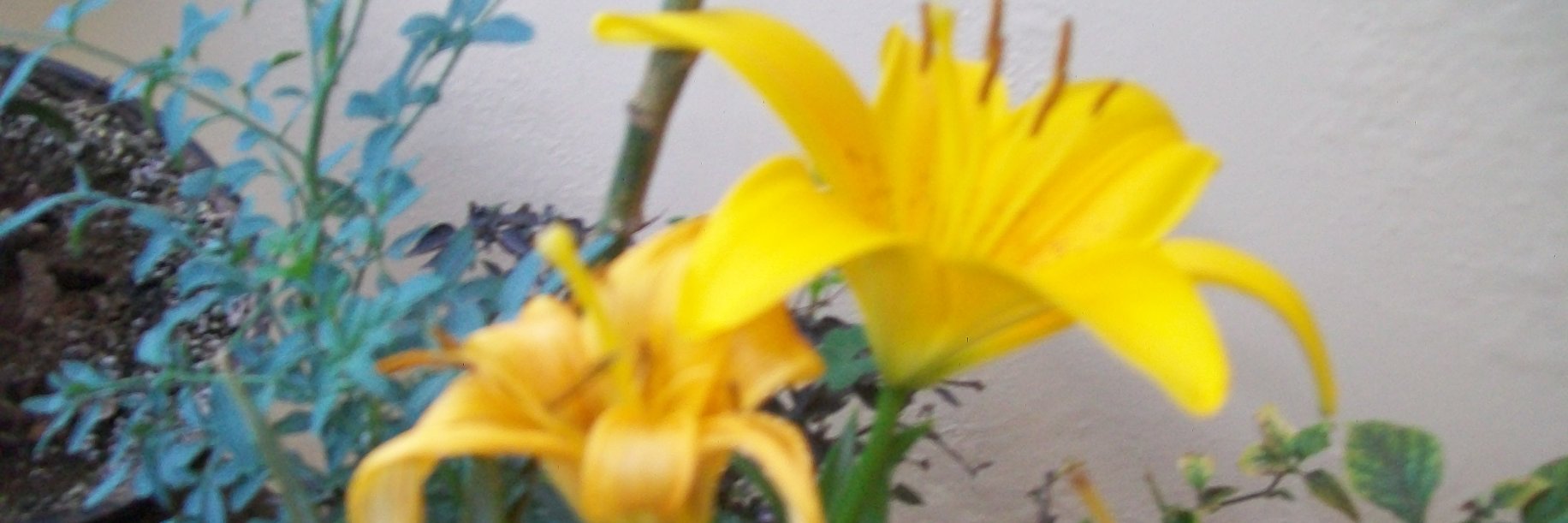 bianabibi2008's profile banner image