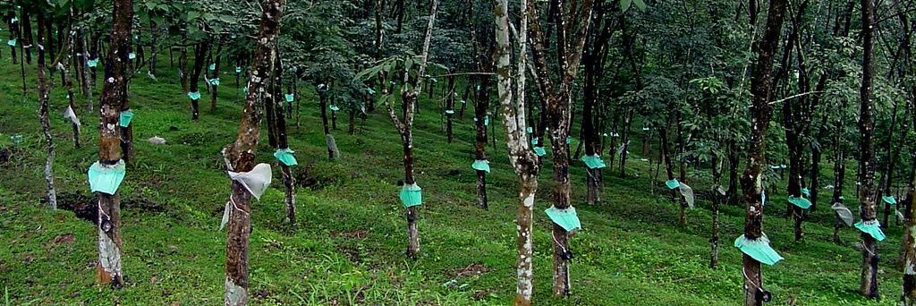 കുരിയാച്ഛൻ 𝕏 banner