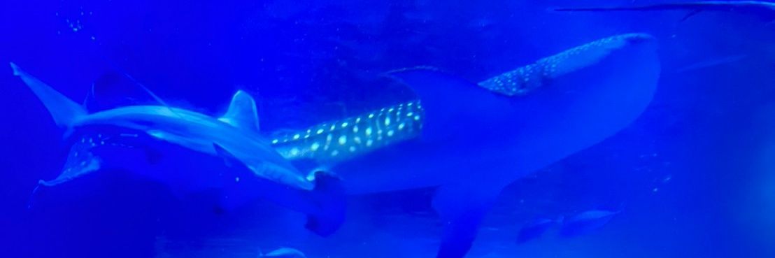 もーたそ🍛 banner