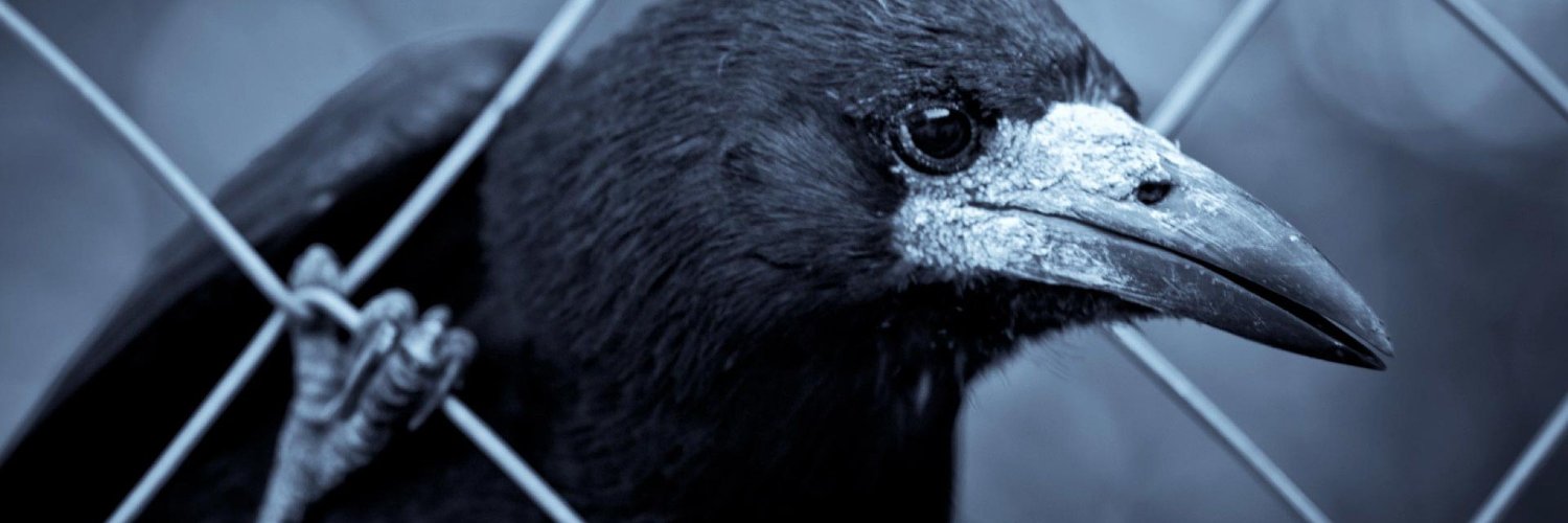 cuervo_1987's profile banner image