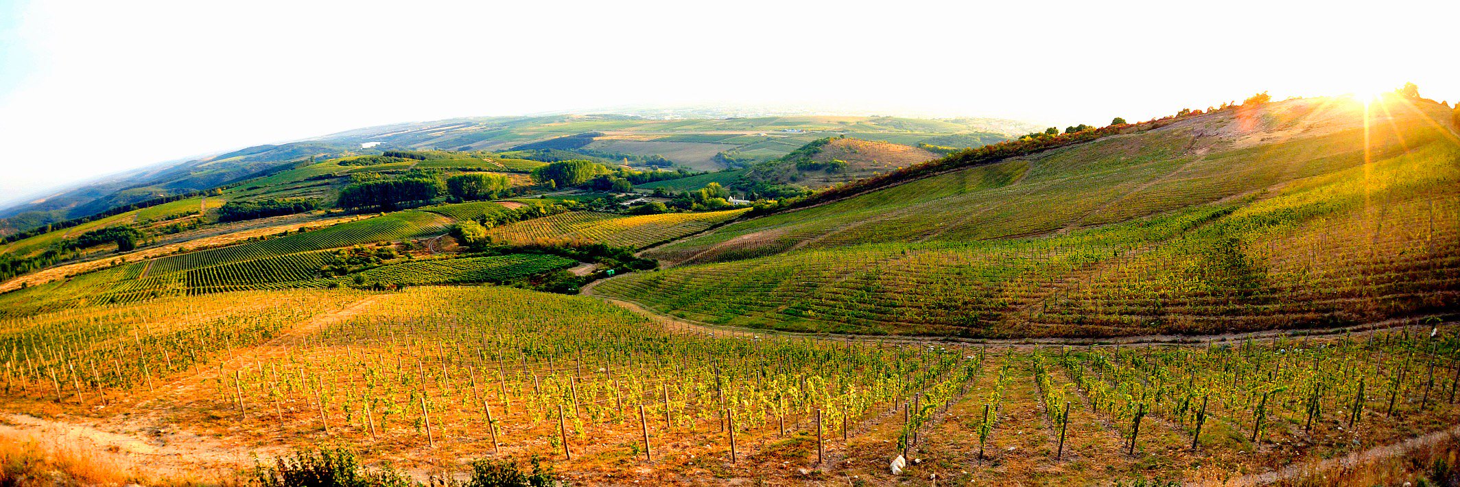 St. Andrea Borászat banner