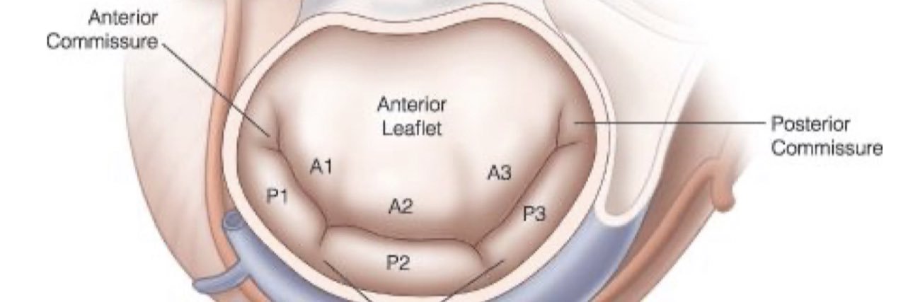 Phillip Rowse, MD, FACS banner