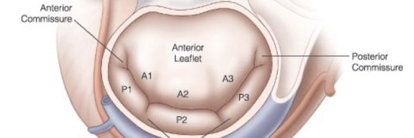 RowseMD Profile Banner