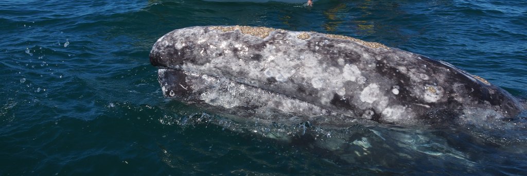 VagamundosCarlosOlmo banner