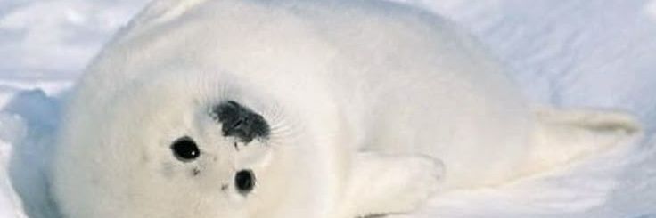 Ｓｅａｌｏｕ ❀'s banner
