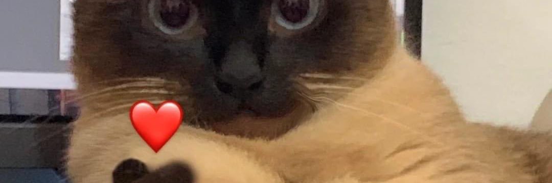 fluffysunooya's profile banner image