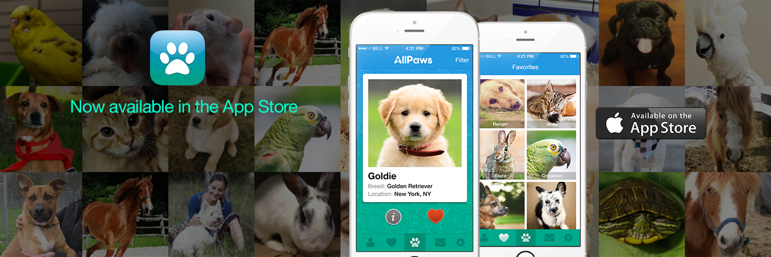 AllPawsWebsite's profile banner image