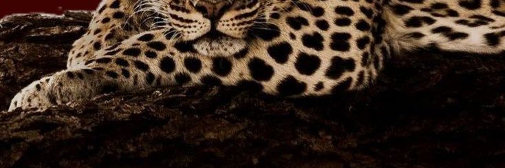 ᴊʜᴏʀᴅᴀɴ banner