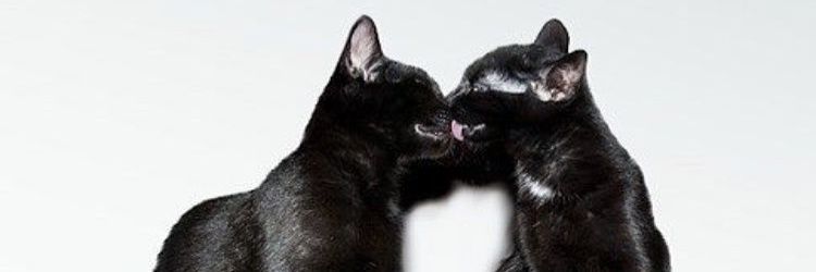 CherryLidia's profile banner image