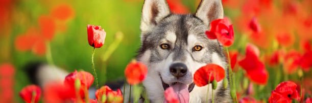 Dave P 🏴󠁧󠁢󠁷󠁬󠁳󠁿🇺🇦 banner