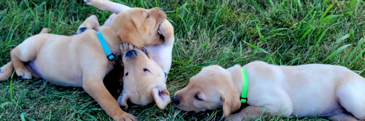 TDKennels1's profile banner image