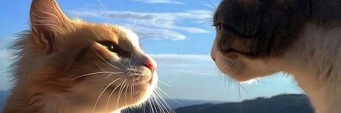 paulocha_'s profile banner image