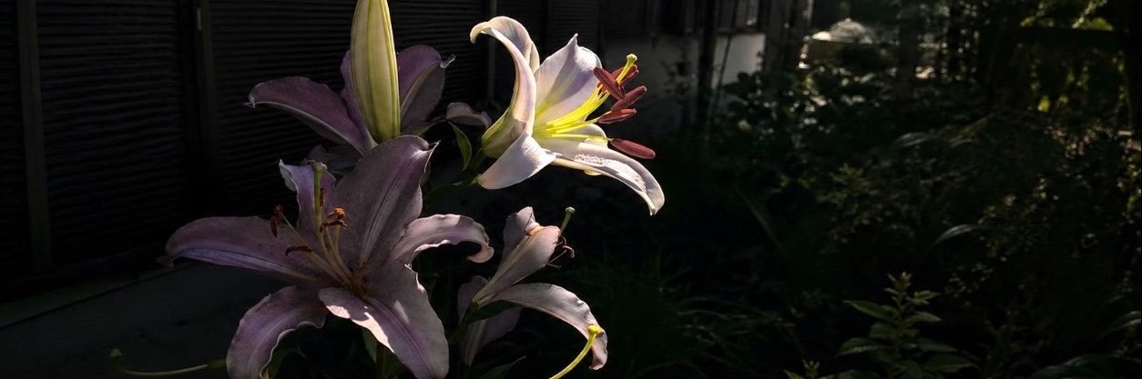 nn92509563's profile banner image