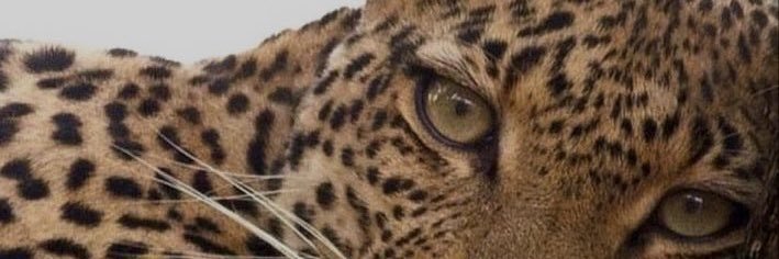 Hilalsly's profile banner image