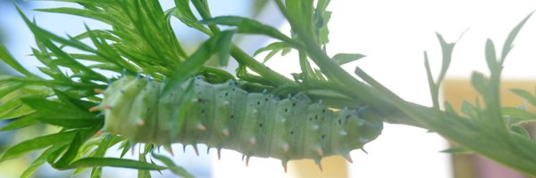 Gouttad1 Profile Banner