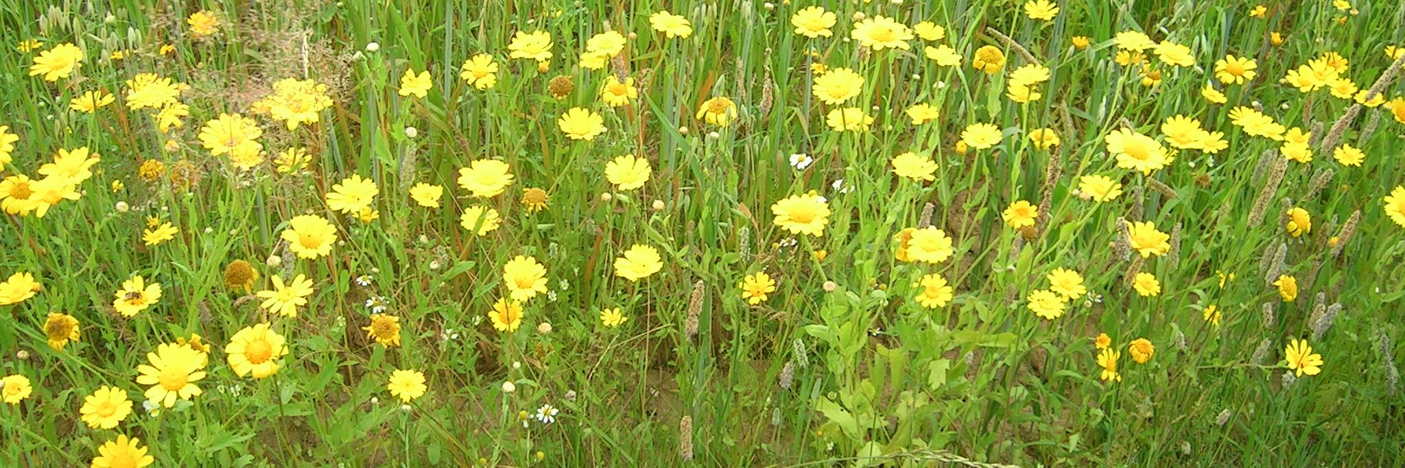Golauli's profile banner image