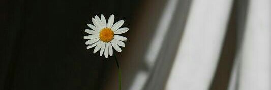 LucaisLuca's profile banner image