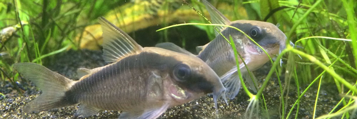 soyカスファンク on DVD ◟( ⊙)◞🔪 banner