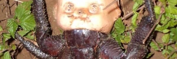gothcrab's profile banner image