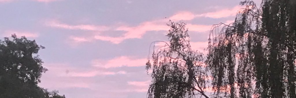 rosadelman's profile banner image