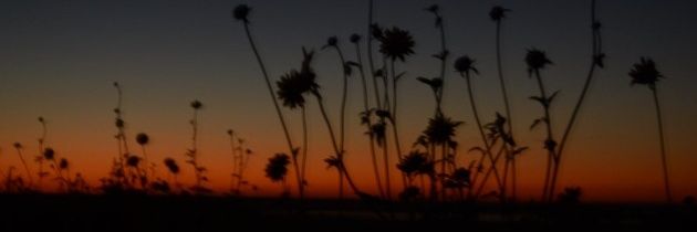 agostinalopezt's profile banner image