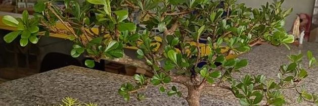 SwagRiine's profile banner image