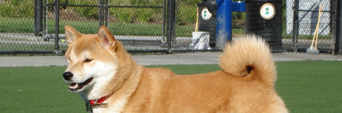 CattoChris banner