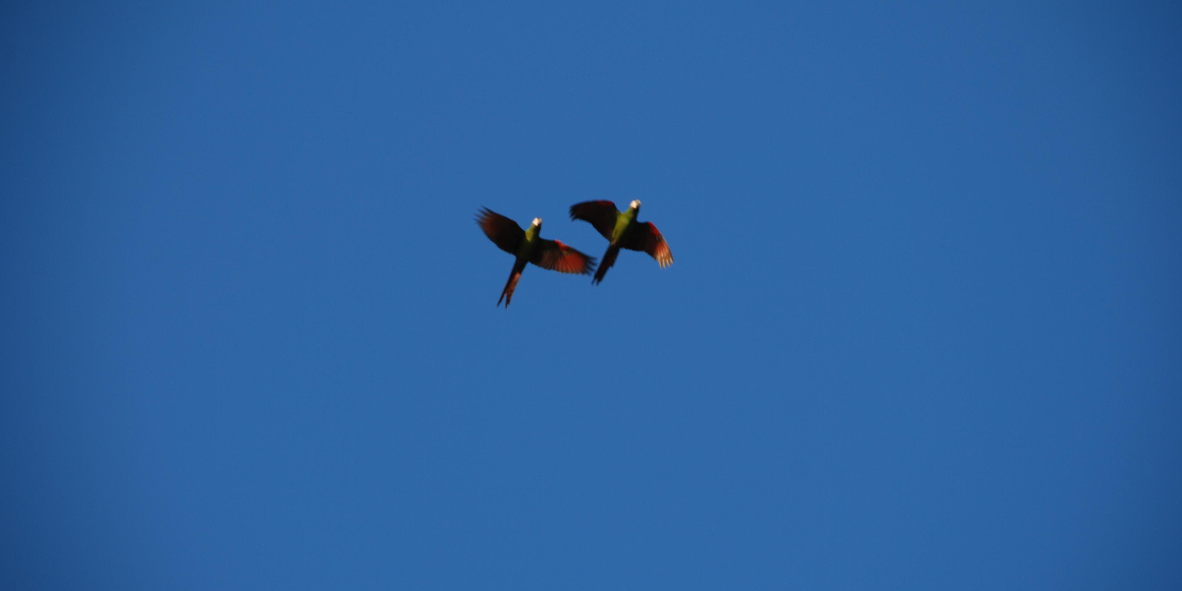 Freddie Draper banner